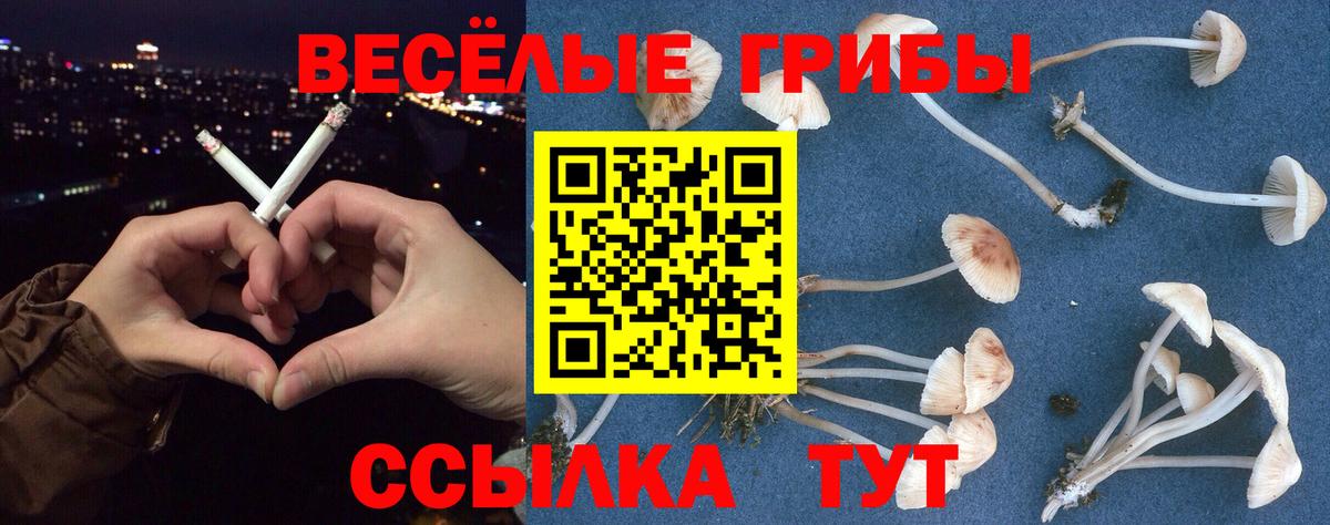 Псилоцибиновые грибы прущие грибы  Вход с VPN  Узловая 